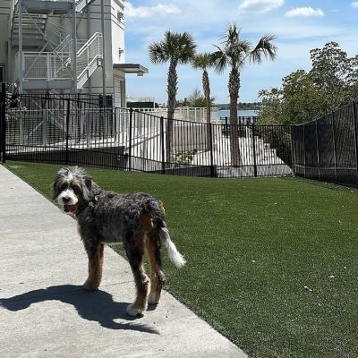 🐾🐶 Pawsitively Perfect Living at The Emerson! 

Our pet-friendly community welcomes furry friends of all sizes and breeds, with no restrictions! Explore our dog-approved amenities and spacious grounds that are perfect for playtime and relaxation at @emersonrockypoint 🏡✨